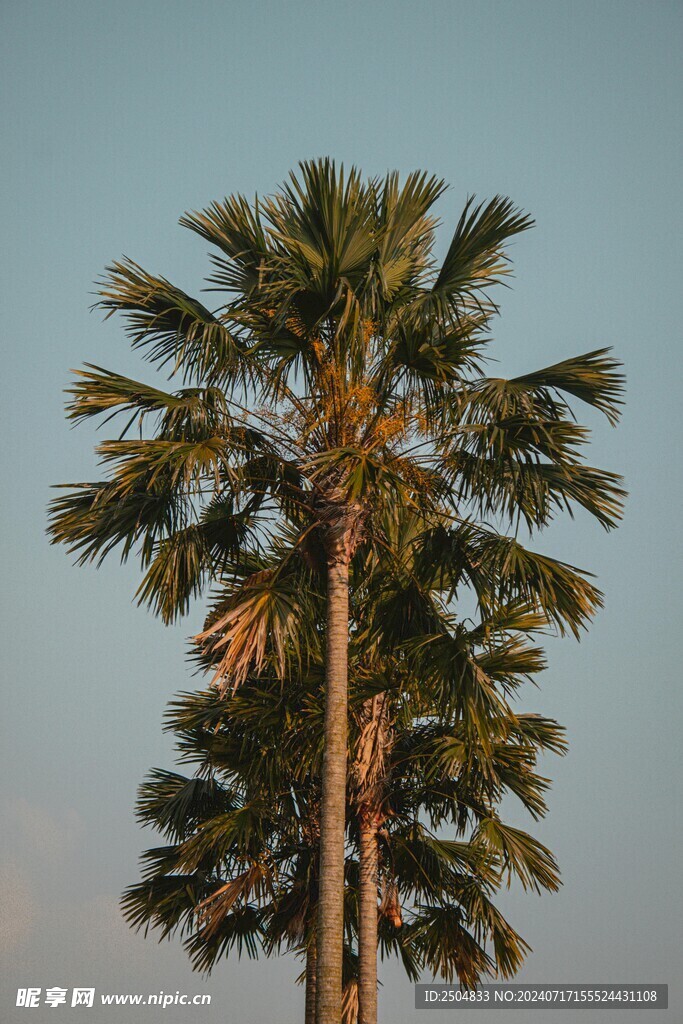 椰树