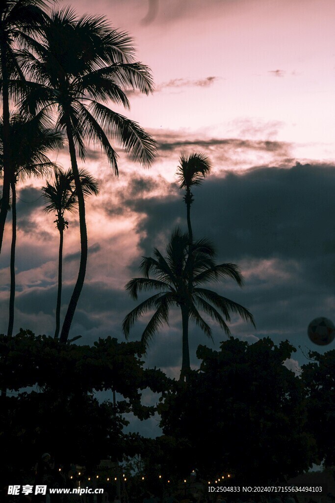 椰树