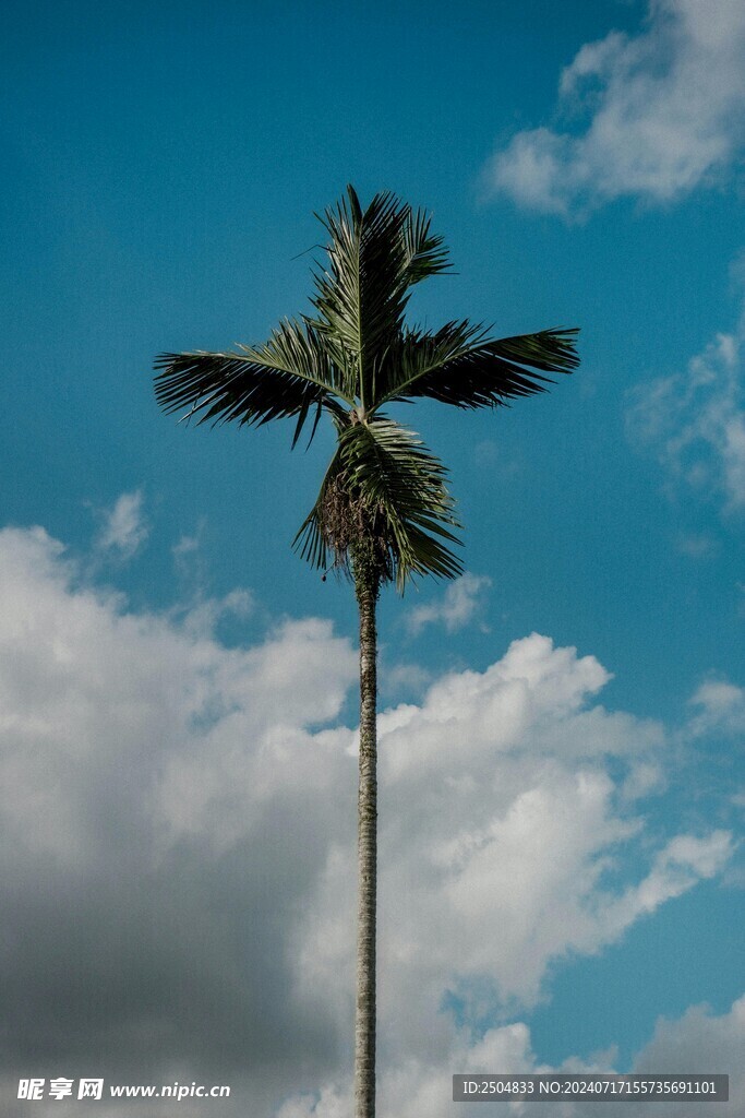 椰树