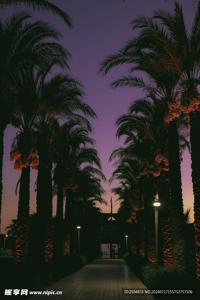 椰树