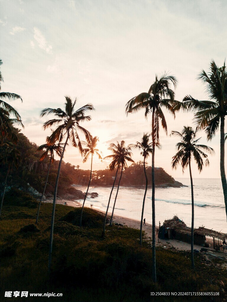 椰树