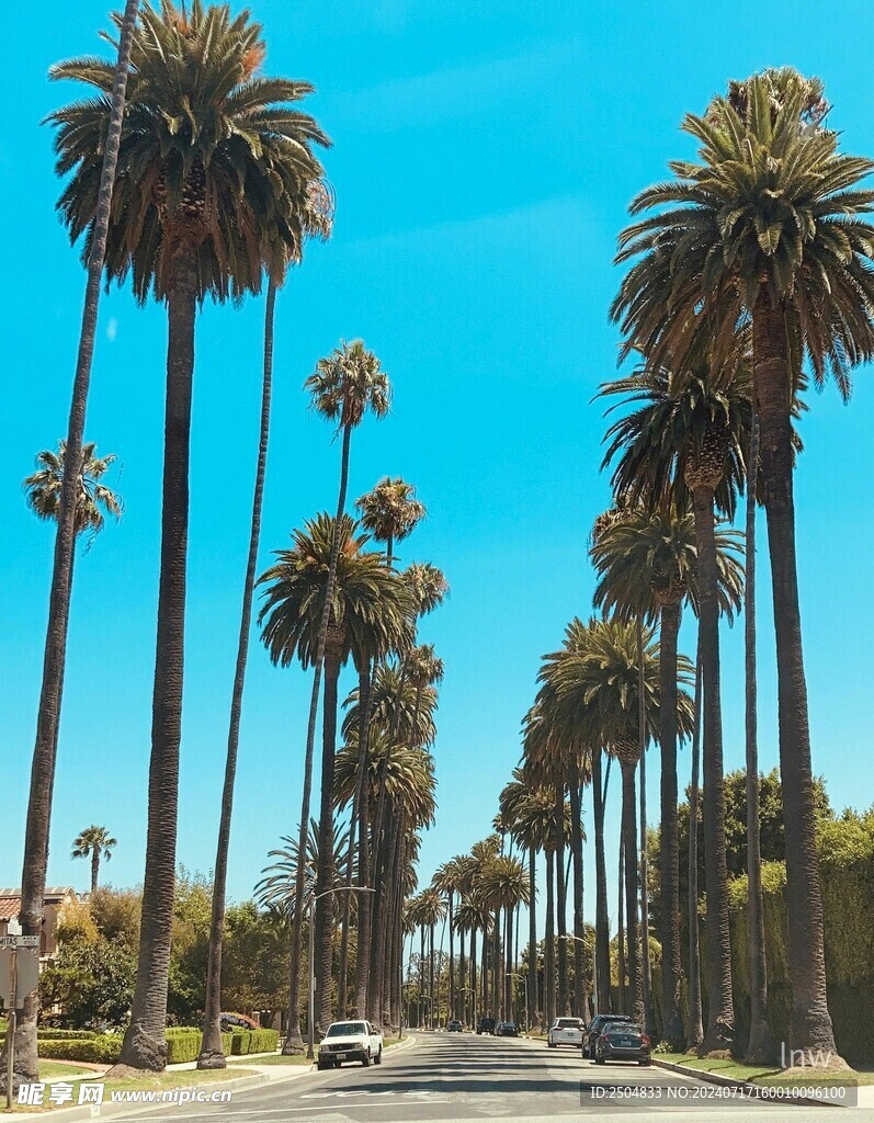 椰树