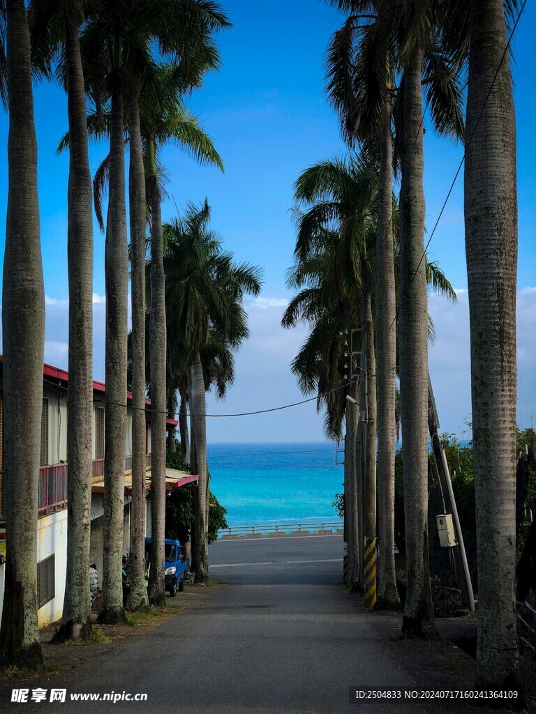 椰树