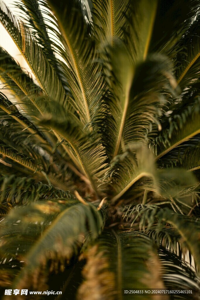 椰树