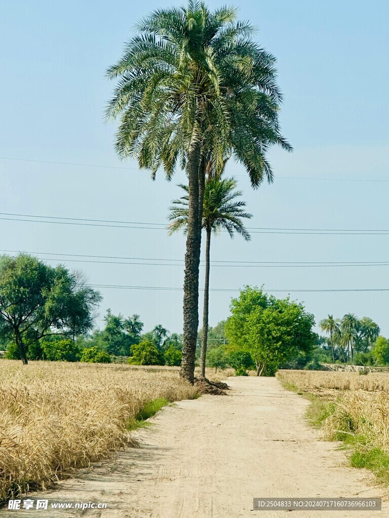 椰树