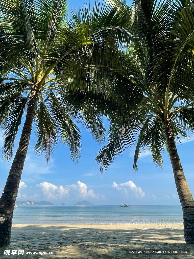 椰树