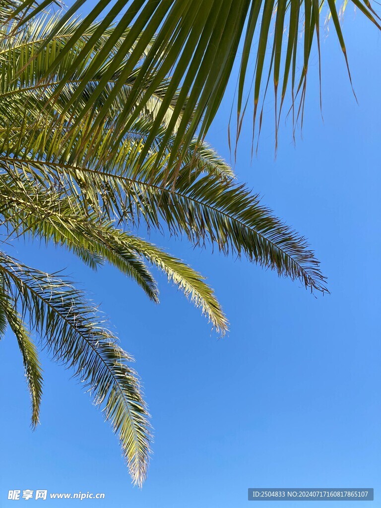 椰树