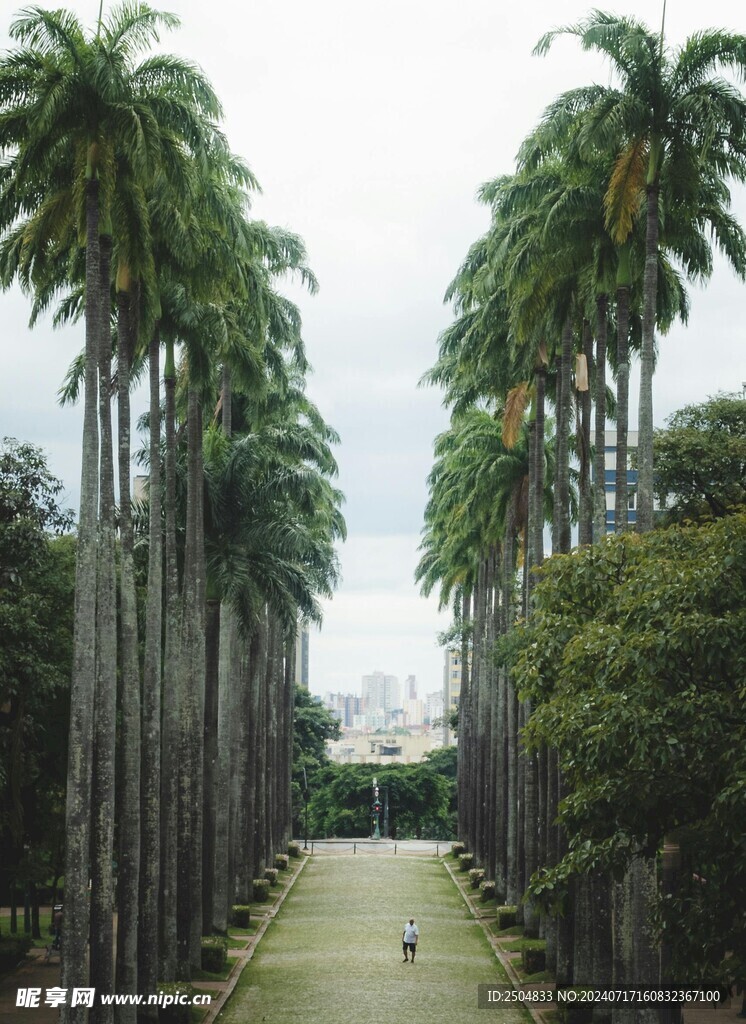 椰树