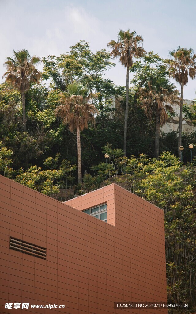 椰树