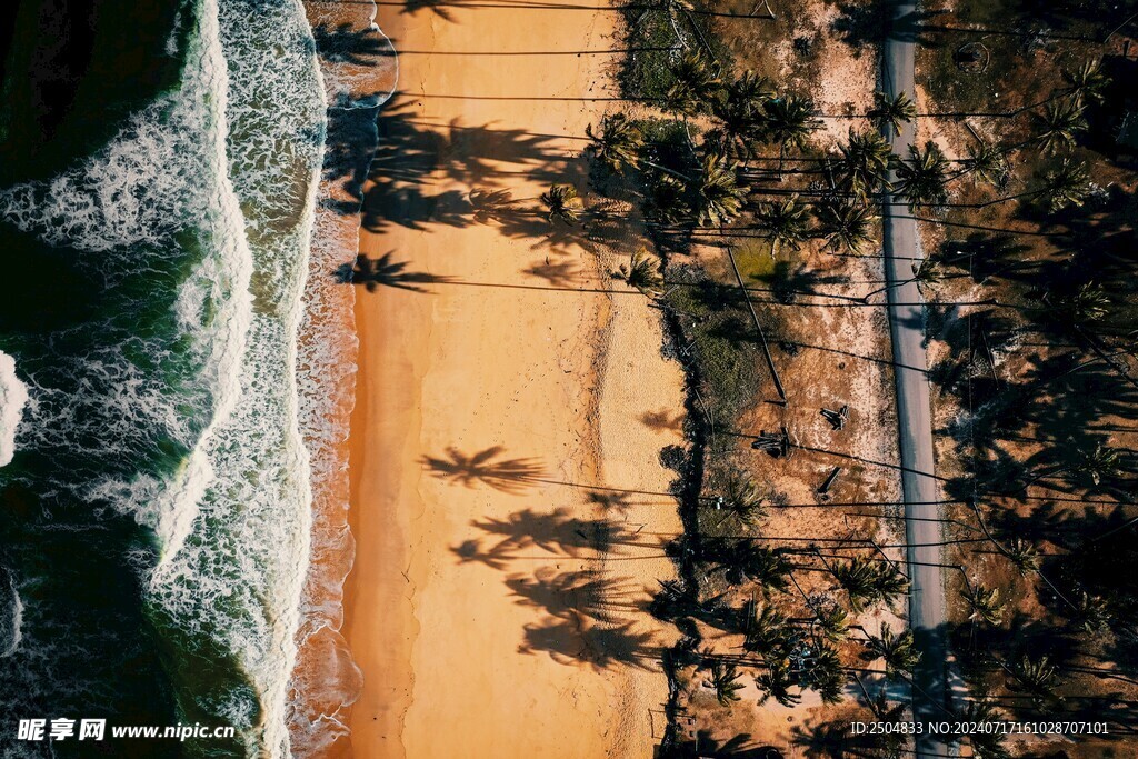 椰树