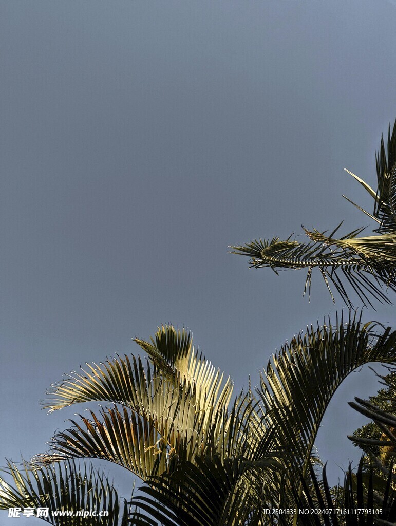 椰树