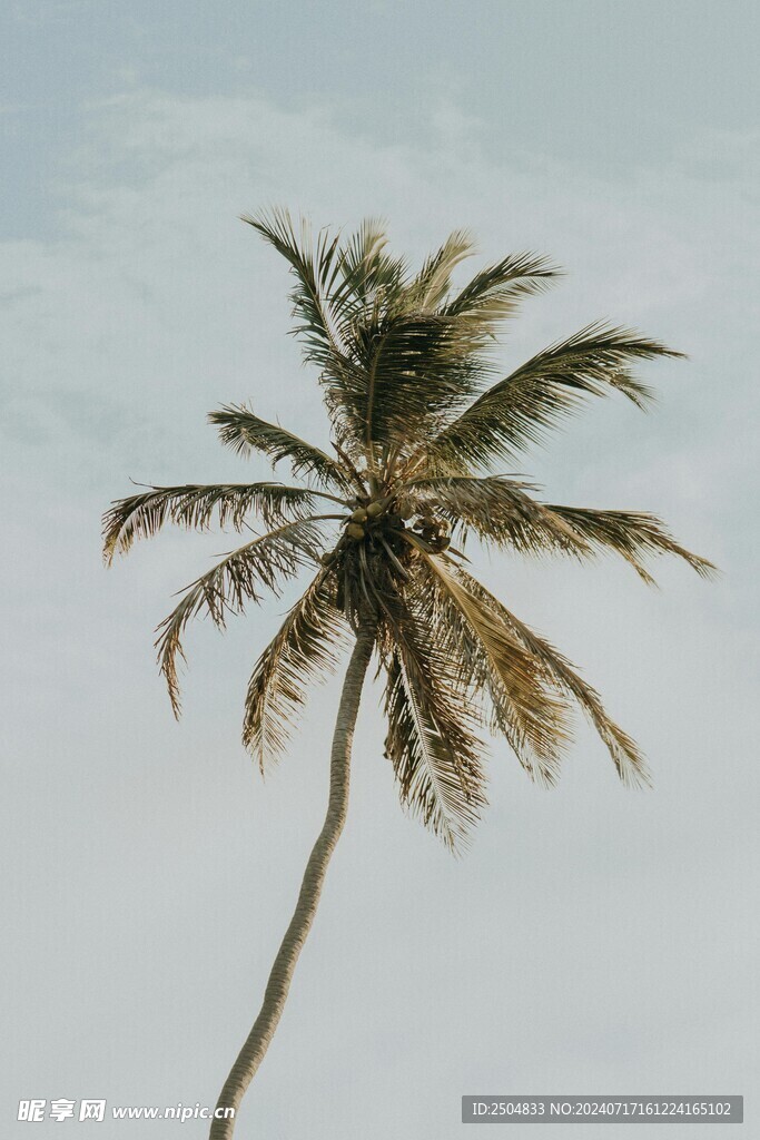 椰树