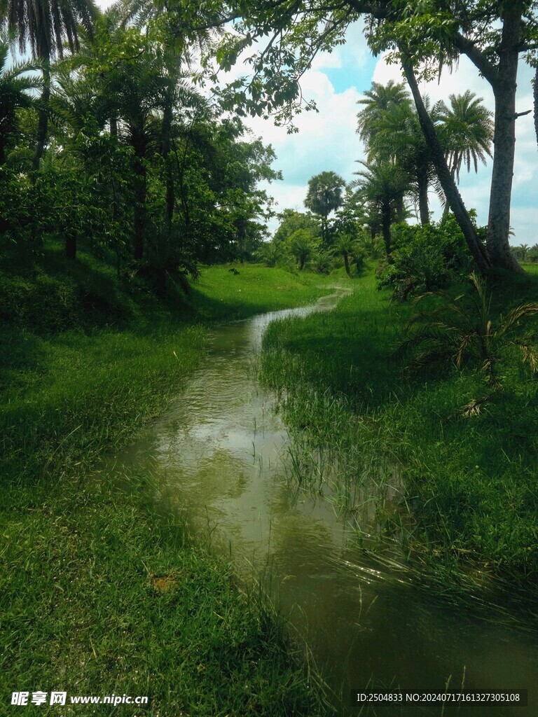 椰树