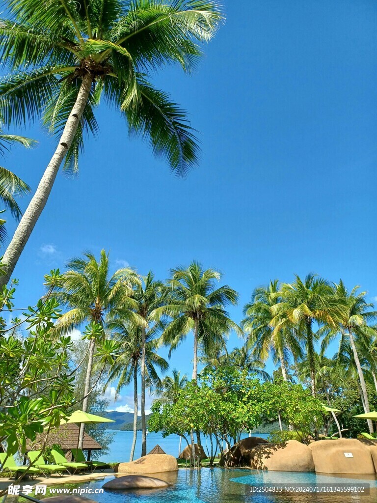 椰树