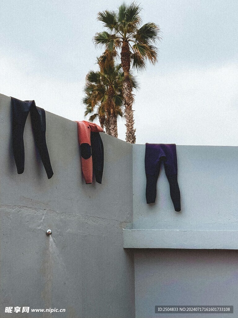 椰树