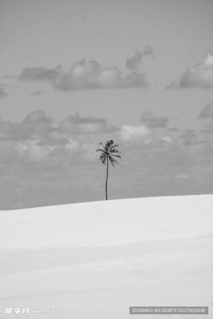 椰树