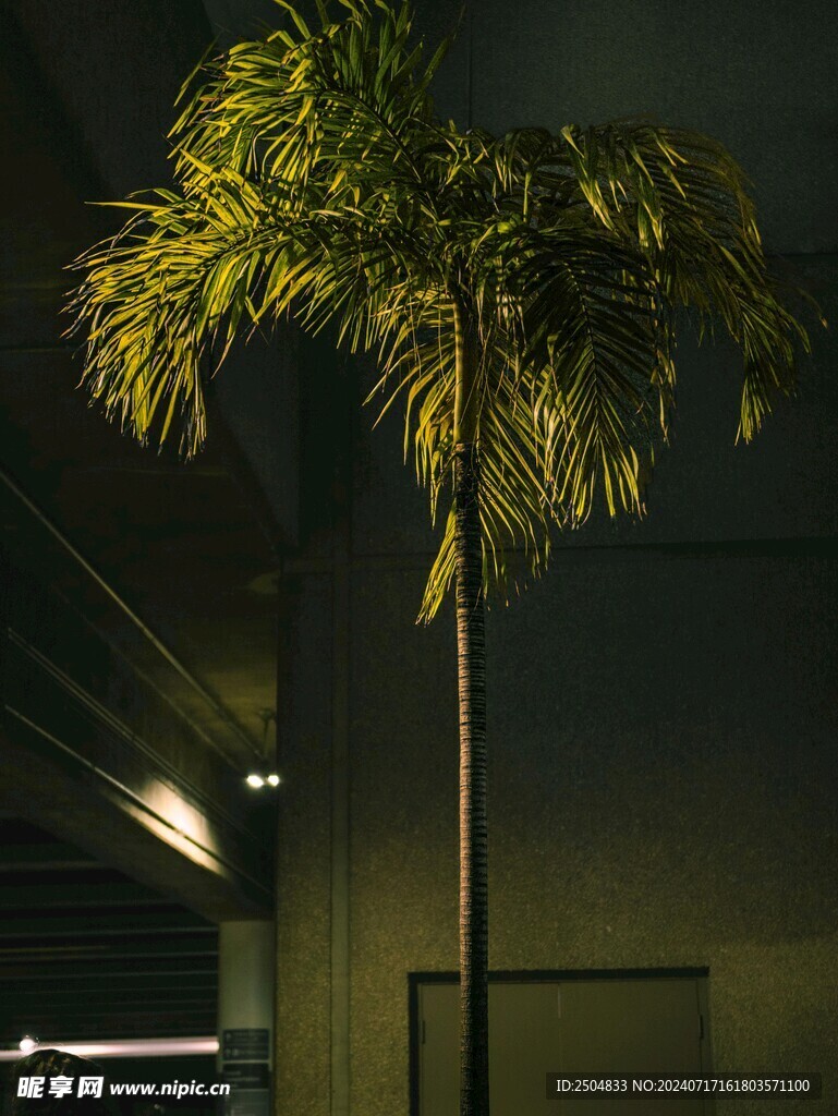 椰树