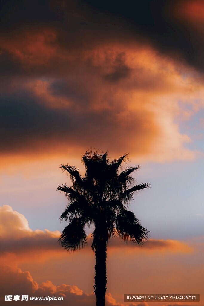 椰树