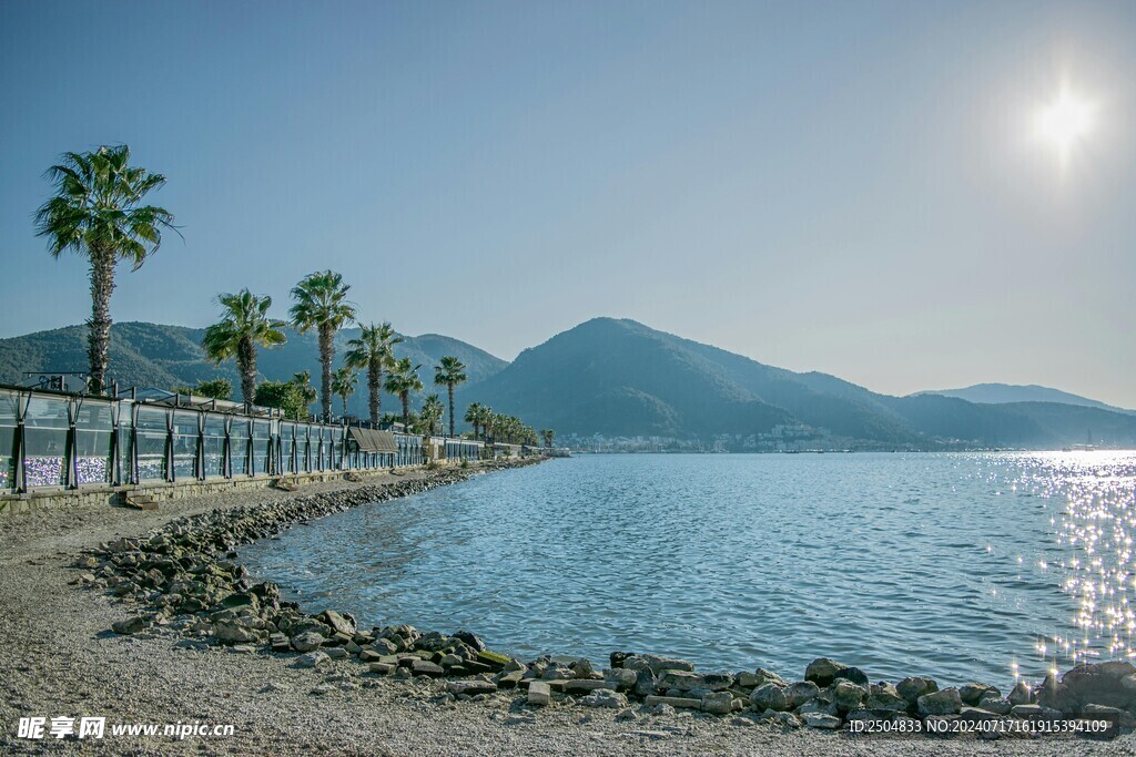 椰树