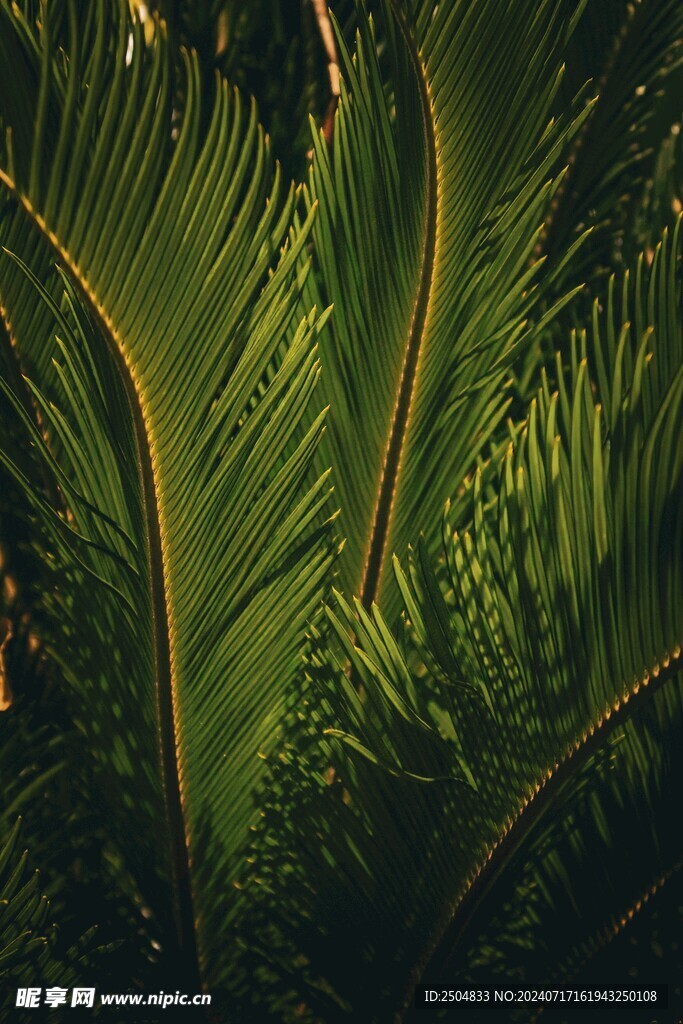 椰树