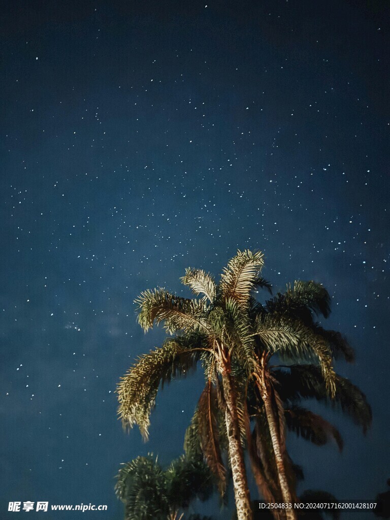 椰树