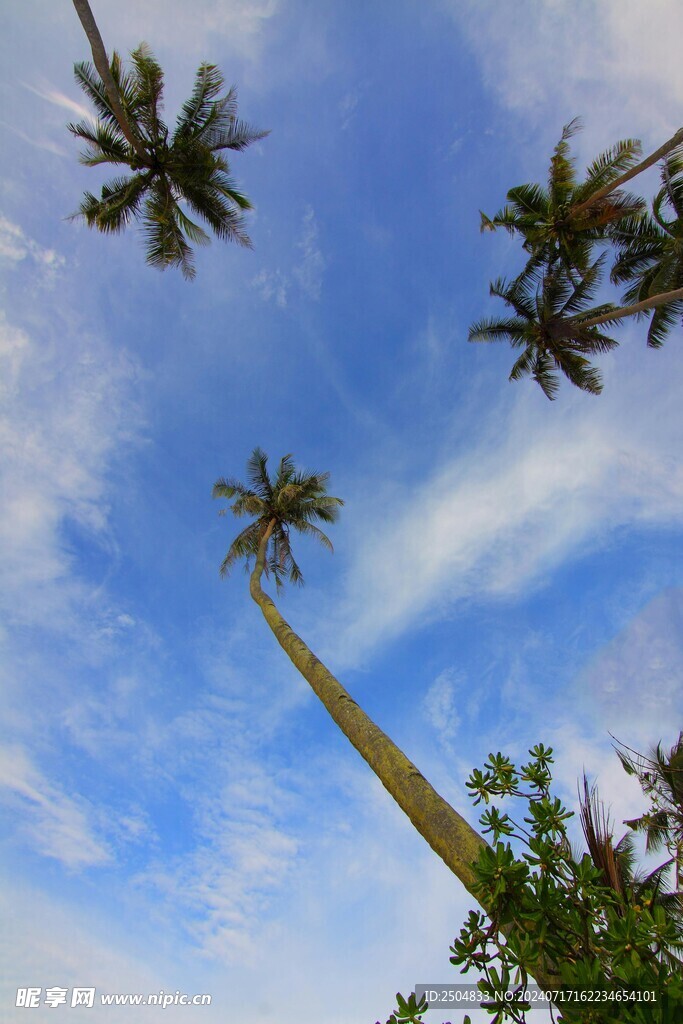 椰树