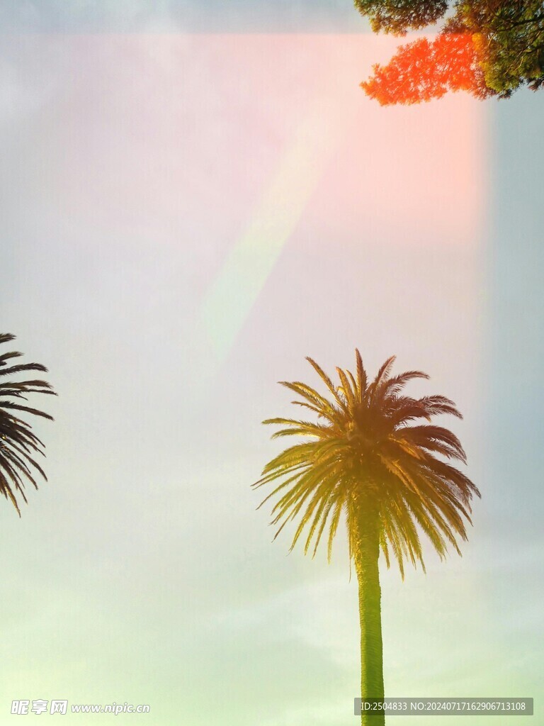 椰树