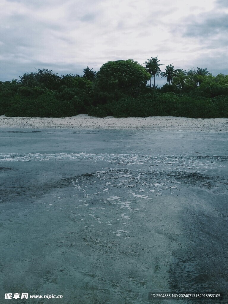 椰树