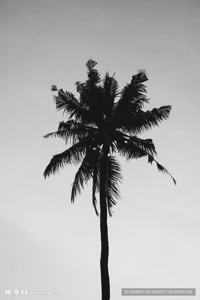 椰树