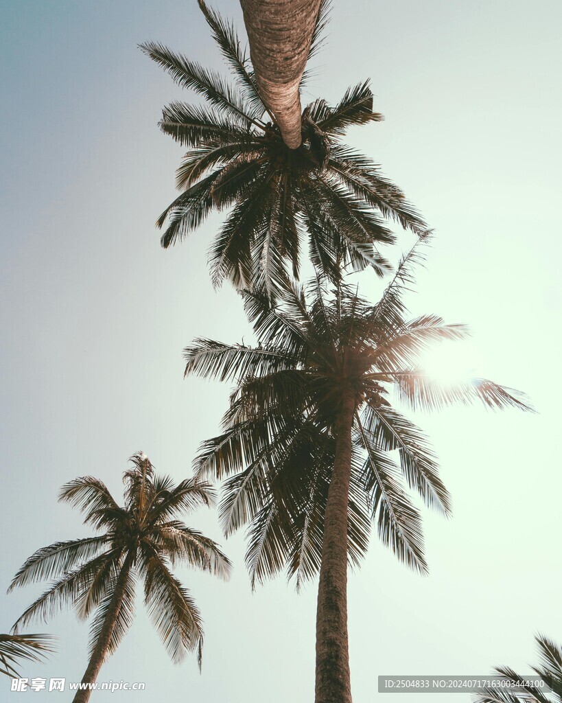 椰树