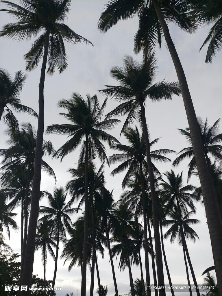 椰树