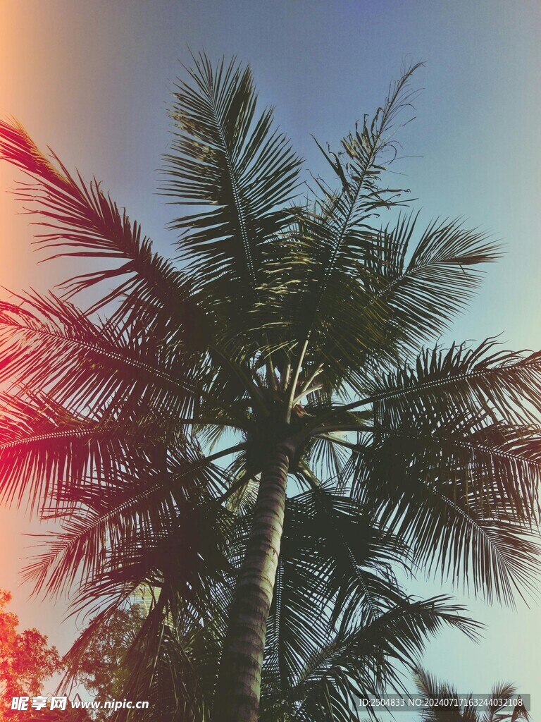 椰树