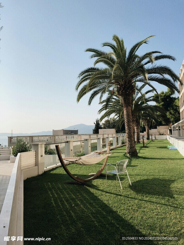 椰树