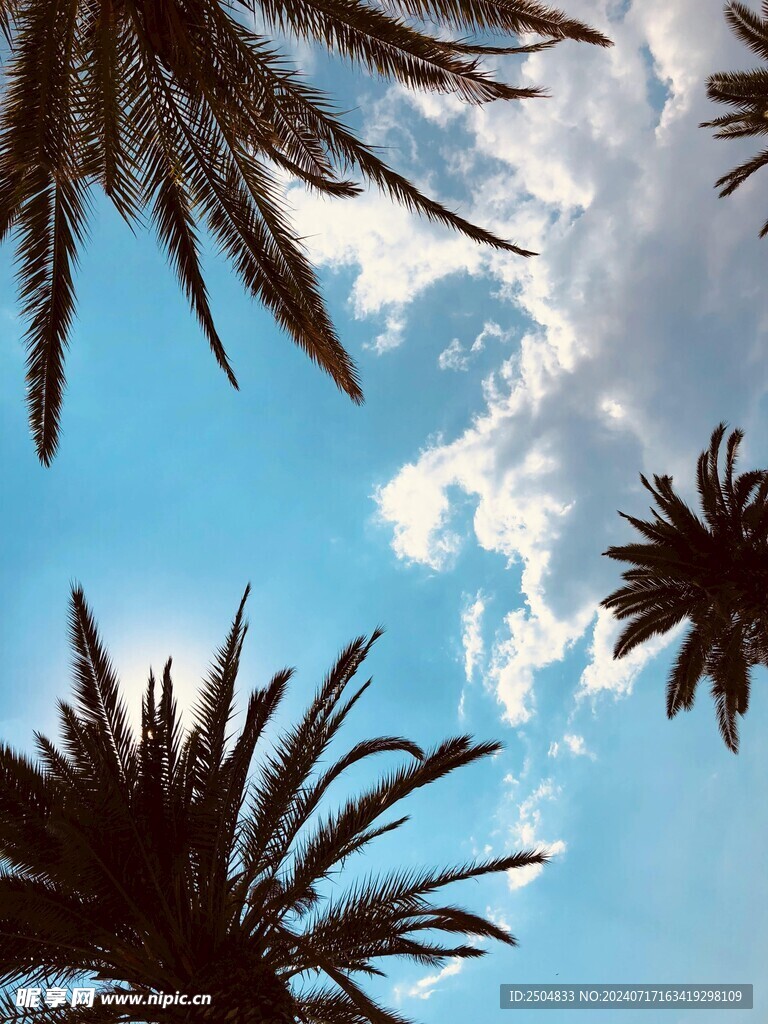 椰树