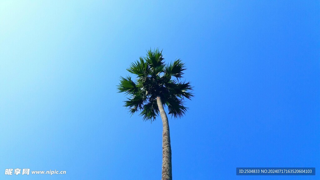 椰树