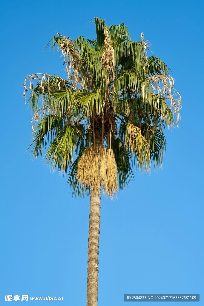 椰树