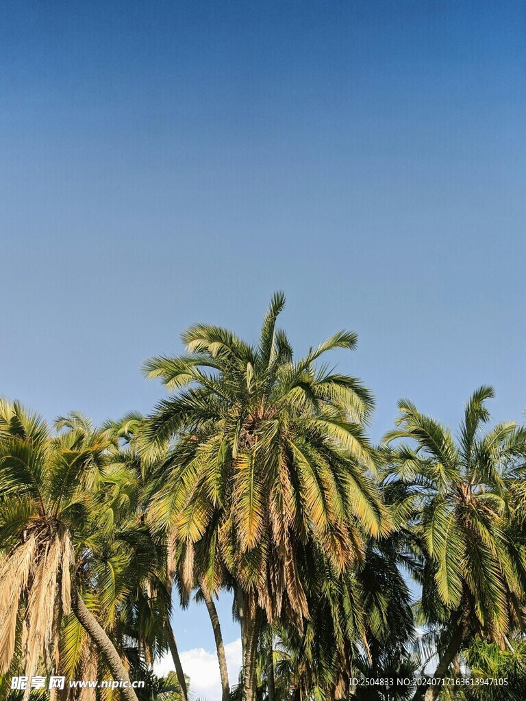 椰树