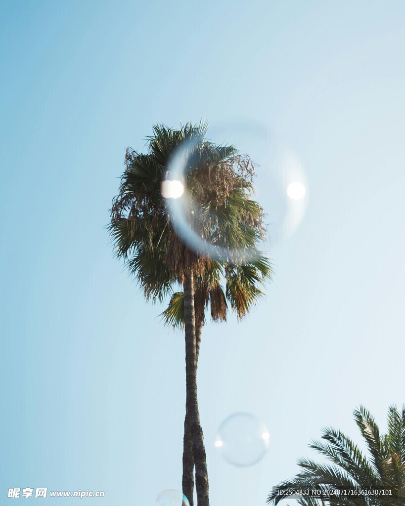 椰树