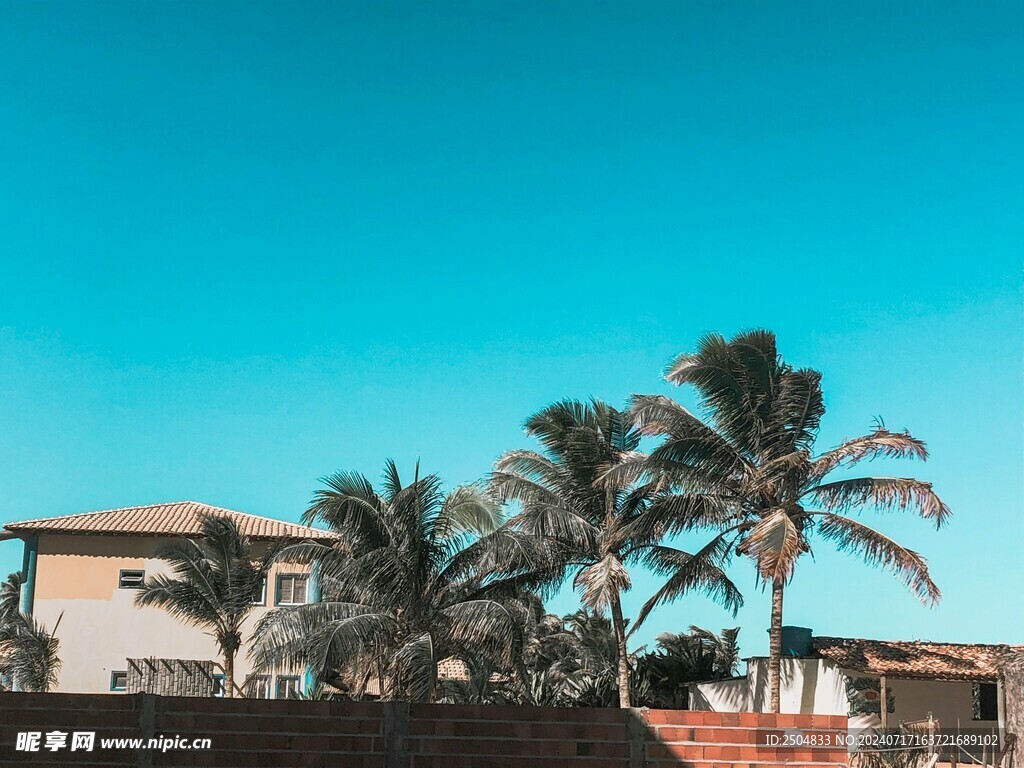 椰树