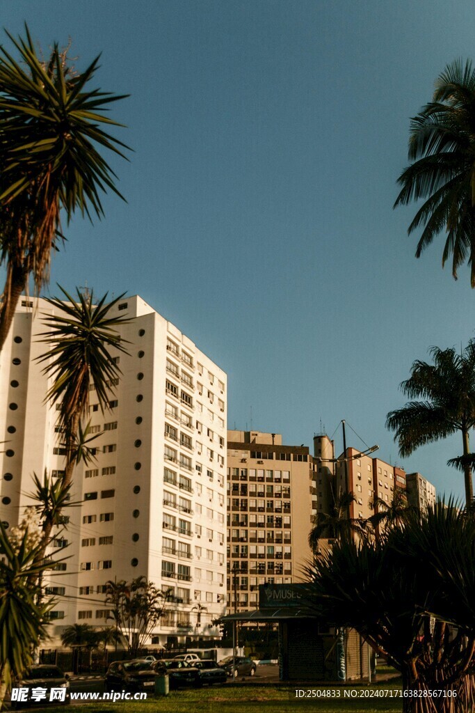 椰树