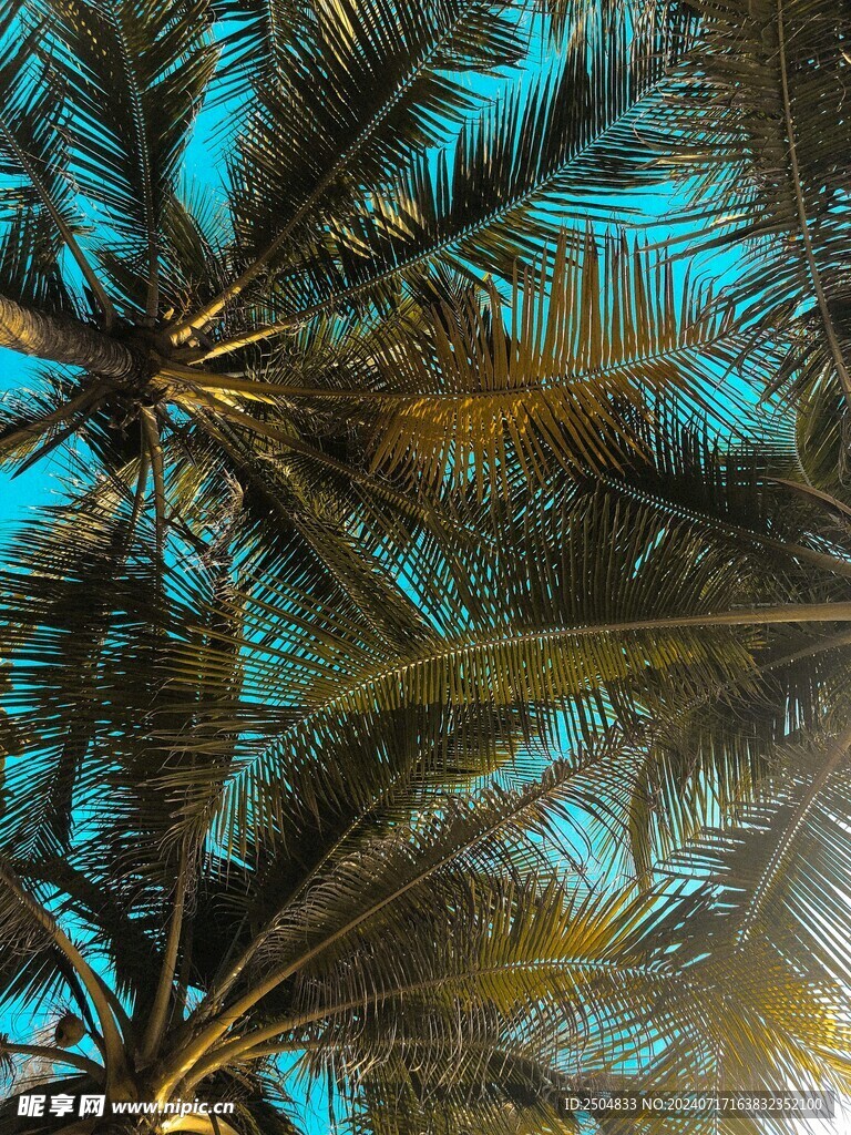 椰树