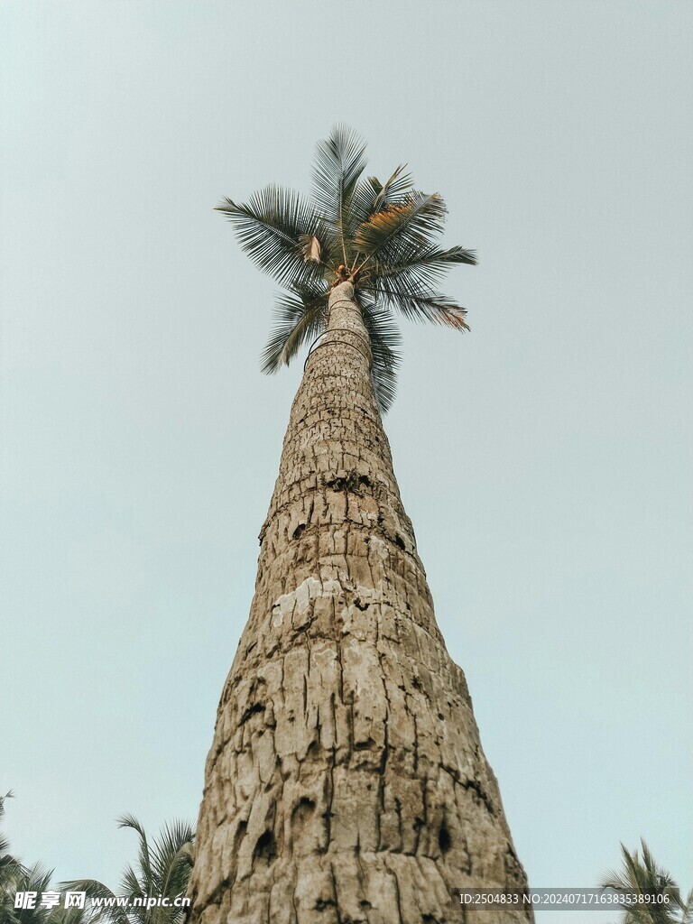 椰树
