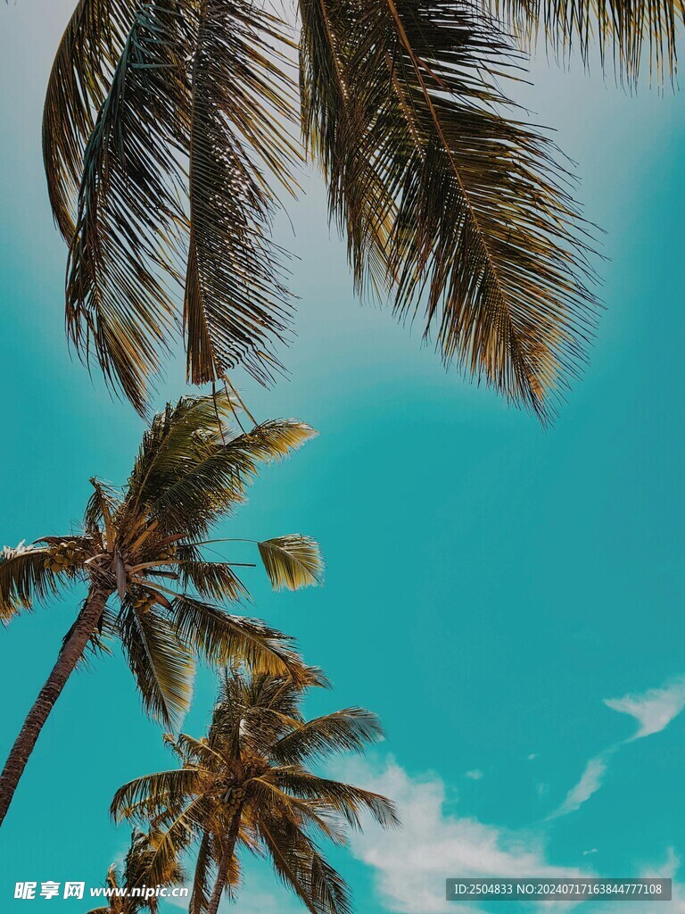 椰树