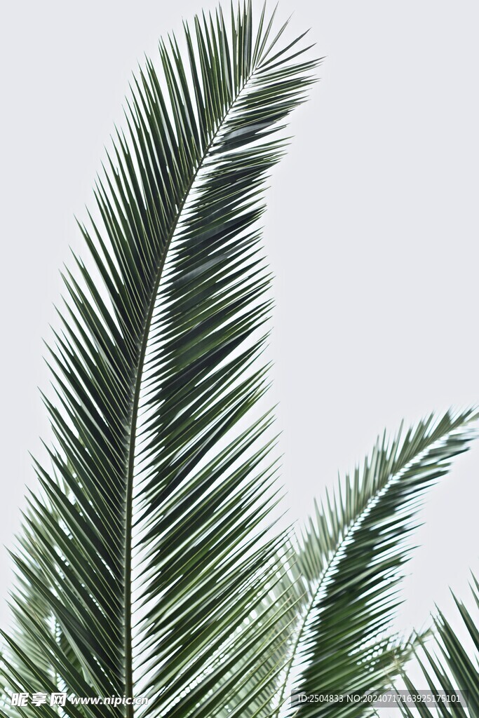 椰树