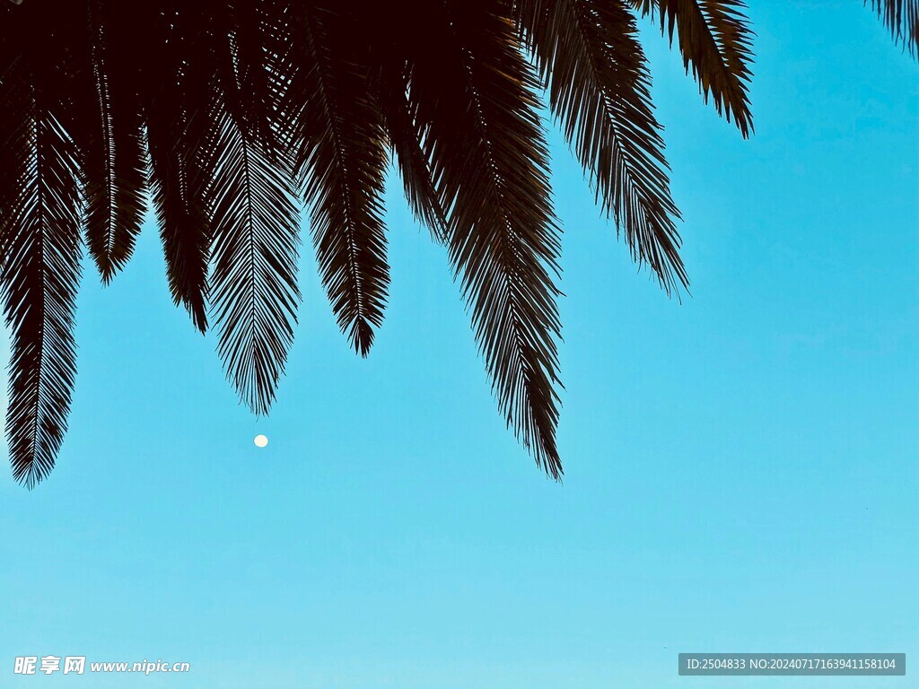 椰树