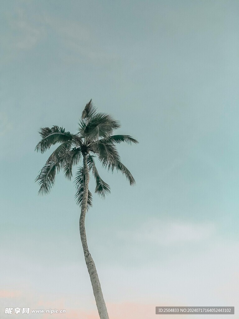 椰树