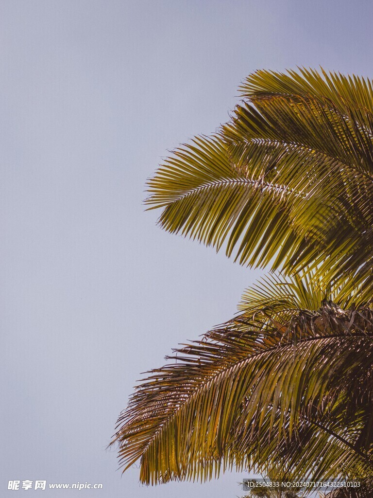 椰树