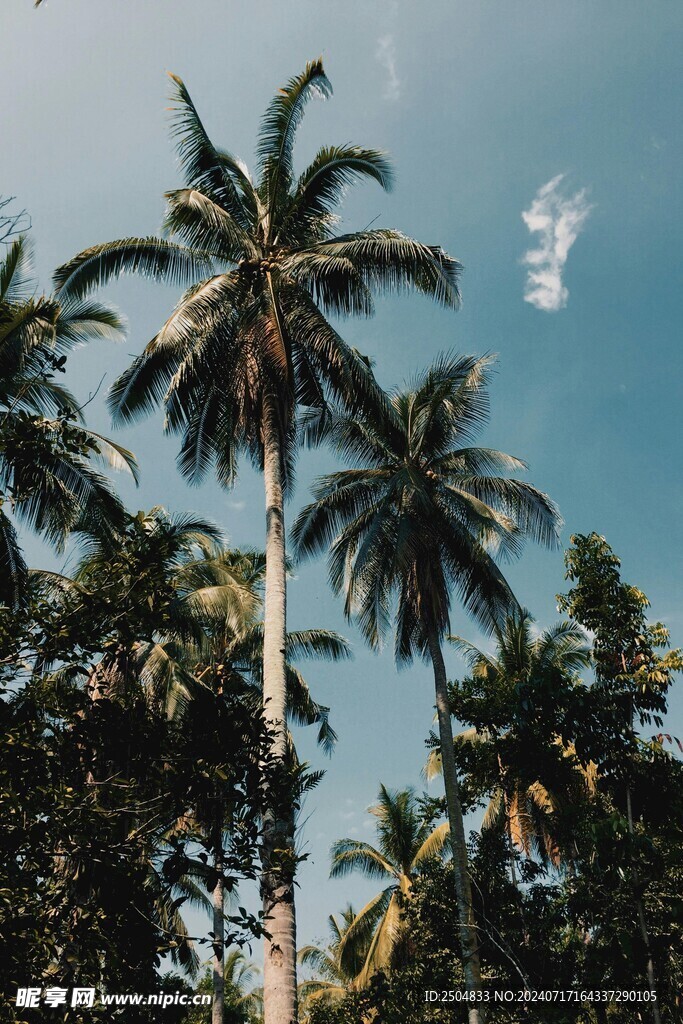 椰树