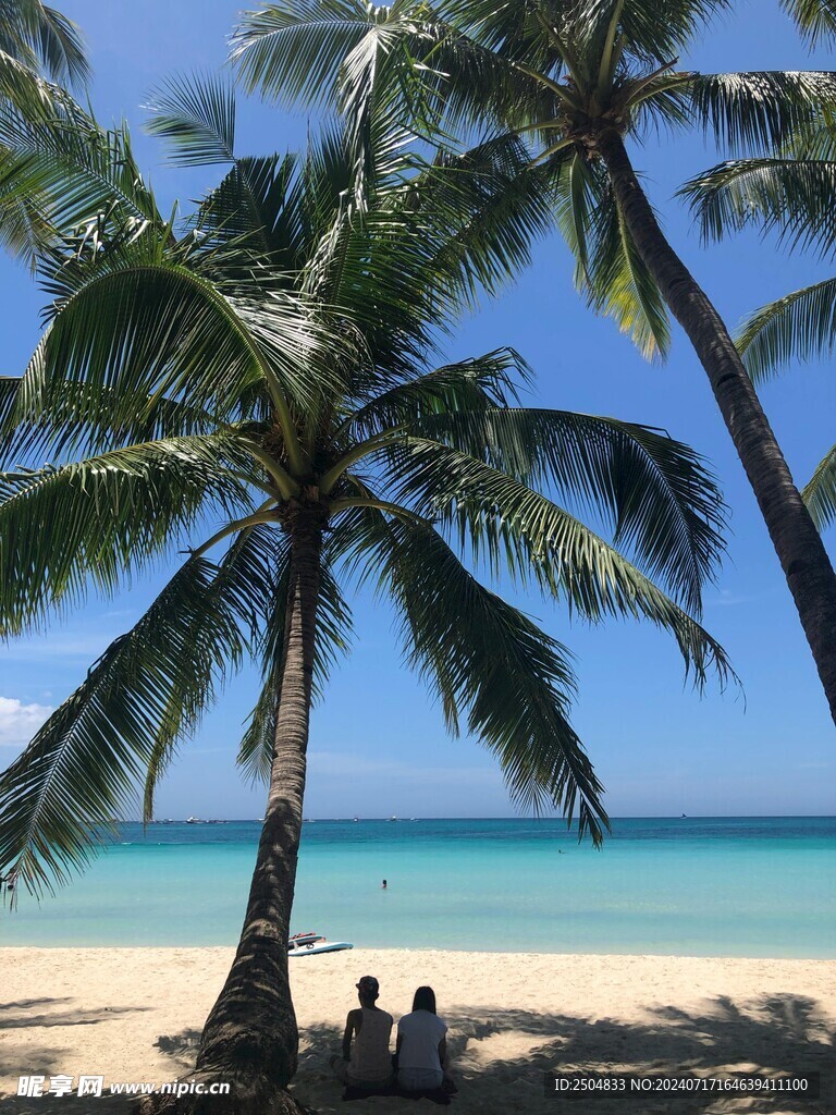 椰树