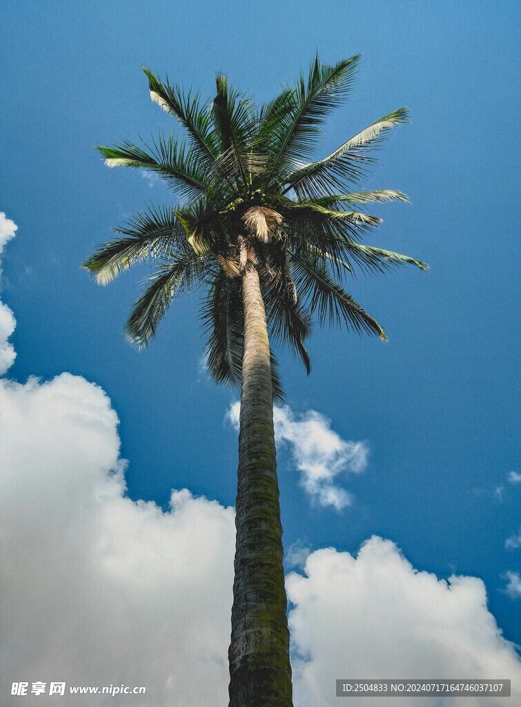椰树